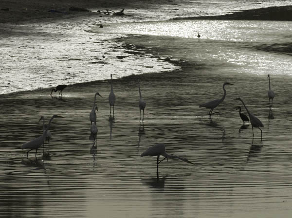Jalohaikara, Great Egret, Egretta alba